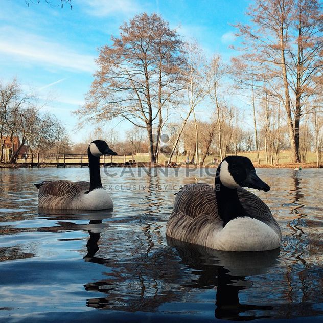 Ducks in spring park - image gratuit #394811 