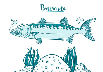 Free Barracuda Fish - vector gratuit #394981 