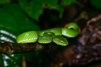 Trimeresurus cardamomensis (in situ) - Khao Chamao - Khao Wong National Park - бесплатный image #396241