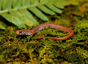 Four-Toed Salamander (Hemidactylium scutatum) - Free image #396311