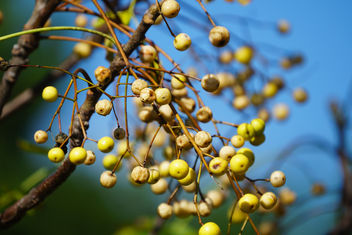 autumn berries - бесплатный image #400071