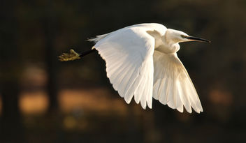 Little Egret - image #401031 gratis