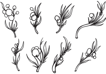 Free Hand Drawn Mimosa Plant Vector - vector #406071 gratis