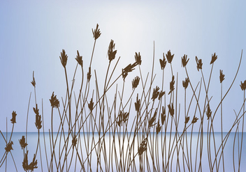 Reeds On Sunset Background Vector - vector gratuit #406551 
