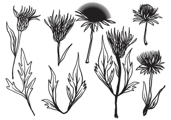 Free Hand Drawn Thistle Vector - Free vector #406711