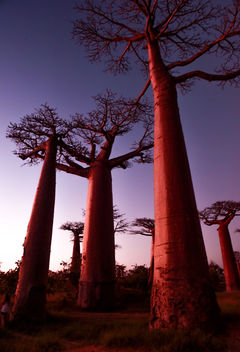 Baobabs on Sunset - image gratuit #413051 