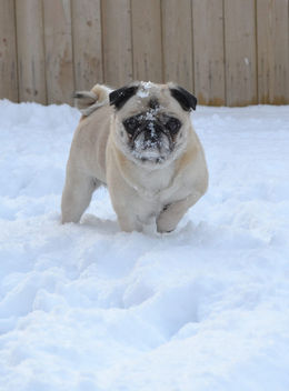 Pug Snow Face - Kostenloses image #413071