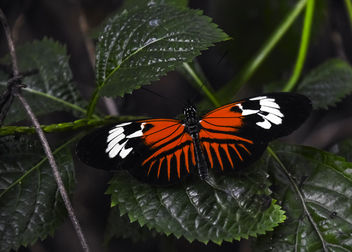 Madeira Butterfly - image gratuit #415641 
