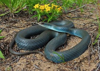 Blue Racer (Coluber constrictor foxii) - Free image #420851