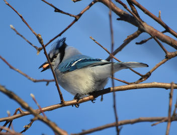 Bluejay: Using My New 70-300mm Nikon Lens For The First Time - Free image #421221
