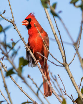 Male Cardinal - Kostenloses image #423421