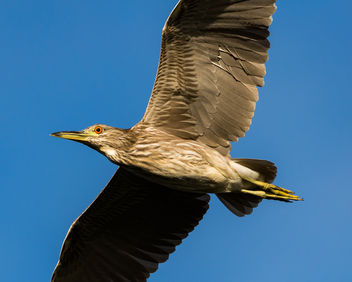 Immature Black-crowned Night Heron - Free image #423951