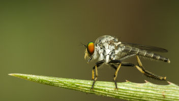 Robberfly cleaning it's legs - image gratuit #425571 