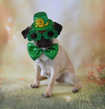 Happy St. Patrick's Day! Love, Le Boo - image gratuit #425601 