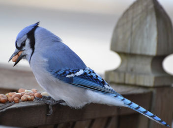 Bluejay (I wonder how many peanuts he can cram into his mouth?) - Free image #426011
