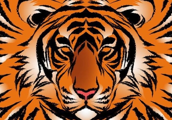Striped Bengal Tiger Vector - Free vector #427561