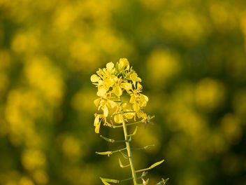 A small yellow flower - image #427861 gratis