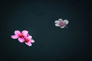 Cherry Blossoms Floating - Kostenloses image #427891
