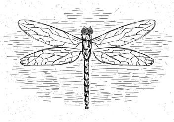 Free Vector Dragonfly Illustration - Free vector #429461