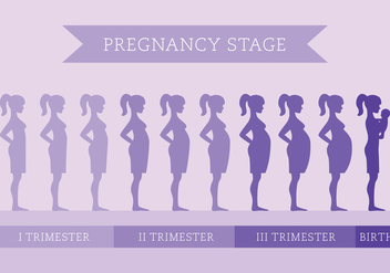 Pregnancy Stage - Free vector #431601