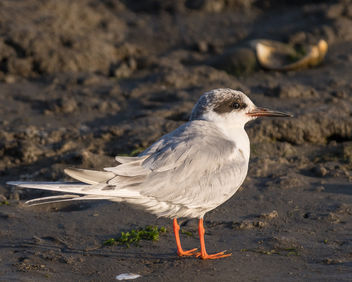 Forster's Tern, non-breeding adult - Free image #433321