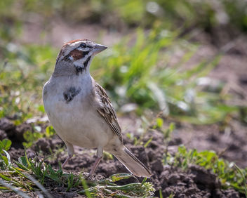 Lark Sparrow - image #434371 gratis