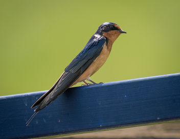 Barn Swallow - image gratuit #434381 