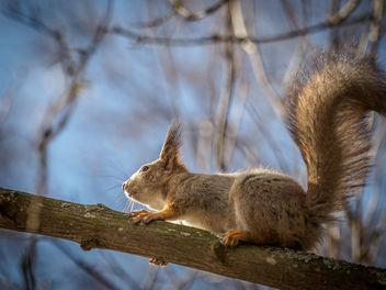 Squirrel - image #434441 gratis