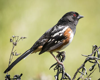 Spotted Towhee - image #435181 gratis