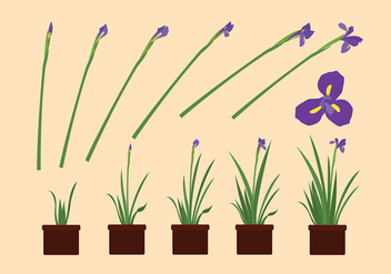 Iris Flower Grow Free Vector - бесплатный vector #435601