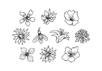 Free Flowers Hand Drawn Vector - Free vector #435791