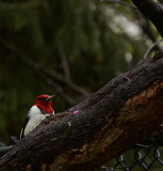 Red-headed woodpecker (a lifer for me, species #160) - бесплатный image #437321