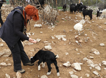 Turkey (Antalya-Ormana) A baby goat likes the taste of shoelace - бесплатный image #437561