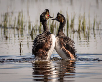 Eared Grebe Courting Display - image gratuit #438881 