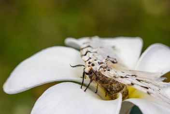 a dying moth on plumeria - Free image #439001