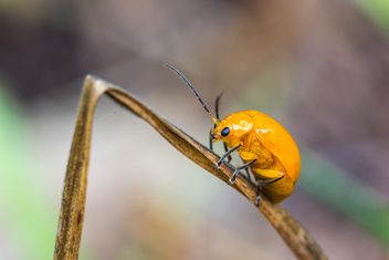 Orange beetle on grass - image gratuit #439071 
