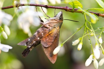 Moth on tree branch - image #439161 gratis