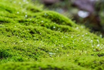 Green moss background - image #439191 gratis