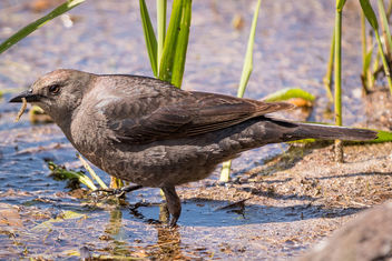 Brewer's Blackbird (f) with lunch - Free image #439971
