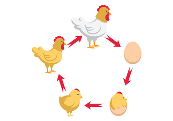 Chicken Life Cycle Vector - vector #446001 gratis