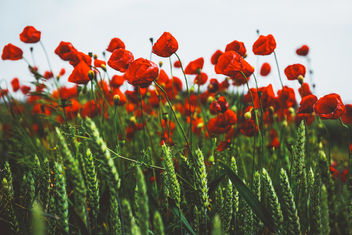 Poppies on a windy day - image #446611 gratis