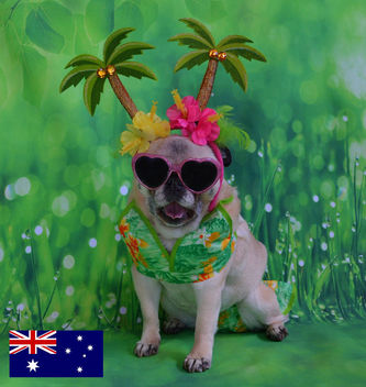 Bailey Puggins Visits Australia - image gratuit #446981 