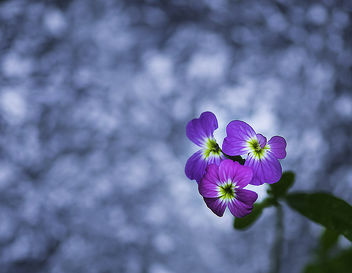 Small flowers - бесплатный image #447151