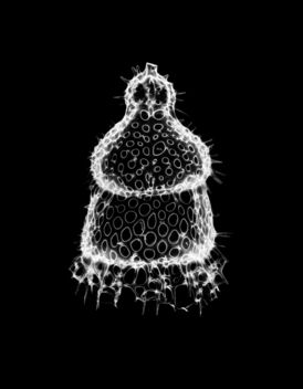 Radiolarian - image gratuit #447591 