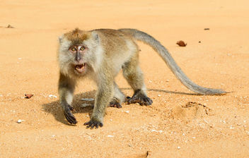 Macaque - Kostenloses image #447731