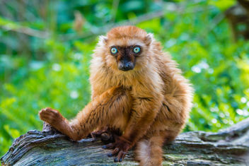 Lemur - Free image #447811