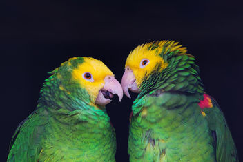 Two colorful parrots in friendly talk, Amazona ochrocephala oratrix, portrait. - image gratuit #447861 