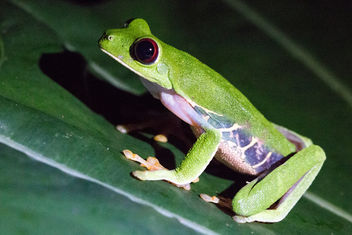 Night Frog - Kostenloses image #448151