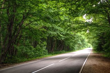 Spring forest road - image #448181 gratis