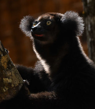 Lemur - бесплатный image #448641